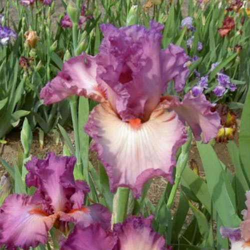 Riversdale Irises
