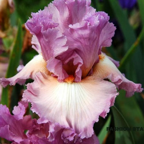 Riversdale Irises